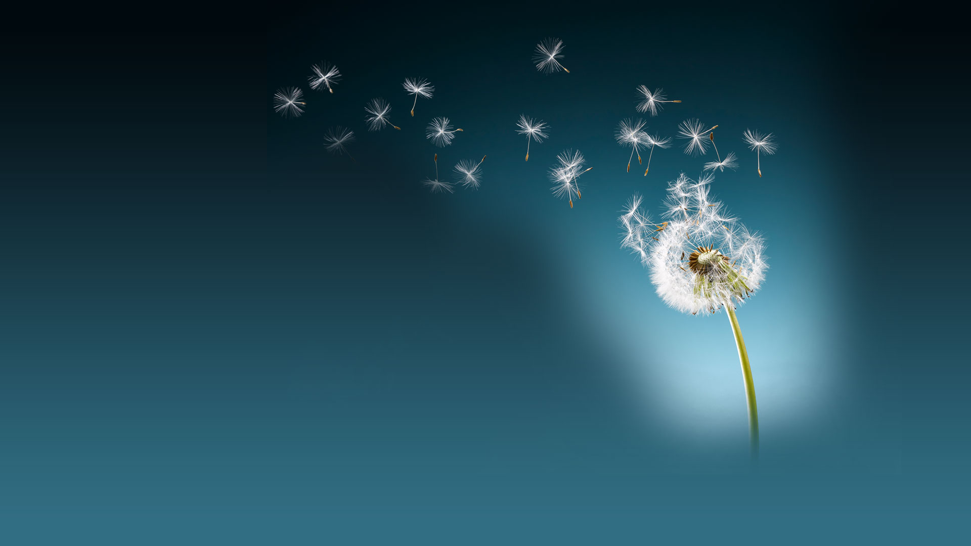 Dandelion image for 7 Topics Marketing Execs are Focused On